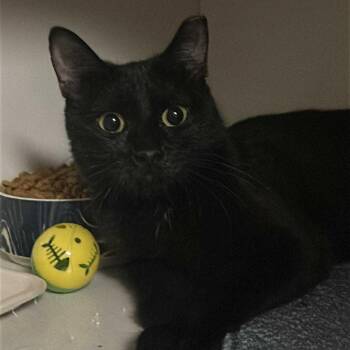 Rescue Domestic Short Hair Cats for Adoption in Antioch, California - Mystique | PetCurious