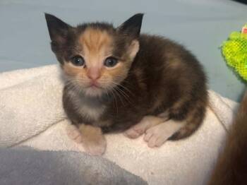 Gemini -  Domestic Short Hair Cat for Adoption in Virginia Beach, Virginia - Gemini | PetCurious