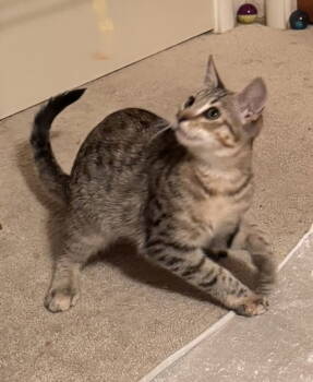 Rescue Domestic Short Hair Cats for Adoption in Danville, California - Lilly | PetCurious