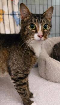 Domestic Short Hair Cats Available for Adoption - Noodle Klippert | PetCurious