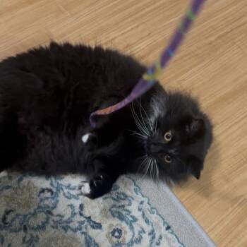 Domestic Long Hair Cats Available for Adoption in Houston, Texas - Winky | PetCurious