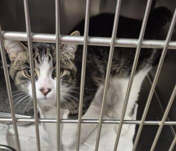Domestic Medium Hair Cats Available for Adoption in Decatur, Illinois - MARS | PetCurious