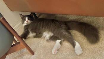 Bern -  Domestic Medium Hair Cat for Adoption in Tucson, Arizona - Bern | PetCurious