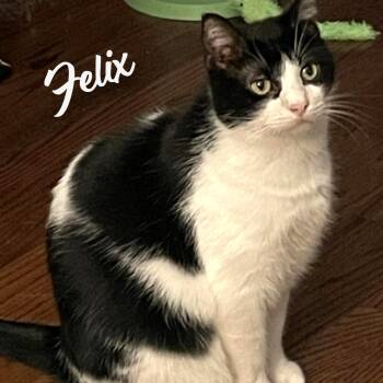 Felix loves-to-play-with-kids -  Tuxedo and Domestic Short Hair Cat for Adoption in Houston, Texas - Felix Loves-to-play-with-kids | PetCurious