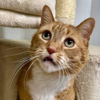 Domestic Short Hair Cats Available for Adoption in Springfield, Vermont - Pete | PetCurious