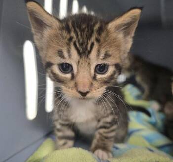 A2476191 -  Domestic Short Hair Cat for Adoption in Fort Lauderdale, Florida - A2476191 | PetCurious