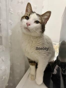 American Shorthair Cats Available for Adoption - Seeley  | PetCurious