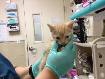 Domestic Short Hair Cats Available for Adoption in Riverside, California - A1913205 | PetCurious