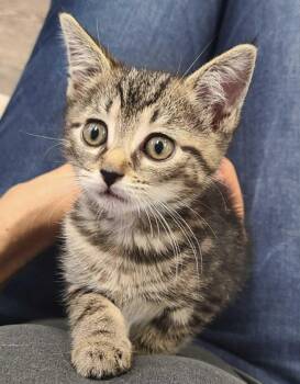 Rescue Domestic Short Hair Cats for Adoption in South River, New Jersey - Lorelei | PetCurious