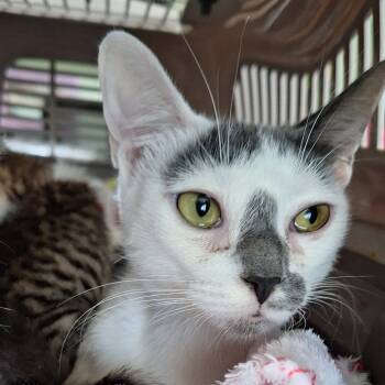 Rescue Domestic Medium Hair Cats for Adoption in San Antonio, Texas - Manchitas Mom | PetCurious