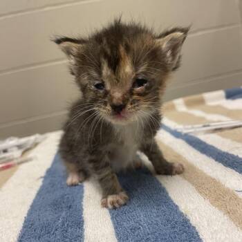 Reyna -  Domestic Medium Hair Cat for Adoption in Bristol, Indiana - Reyna | PetCurious