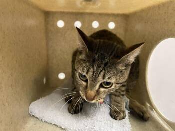 MIA -  Domestic Short Hair Cat for Adoption in Kent, Washington - MIA | PetCurious