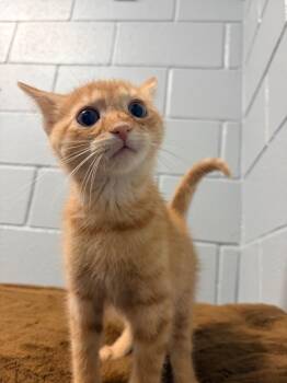 Mew -  Domestic Short Hair Cat for Adoption in Huntington, Indiana - Mew | PetCurious
