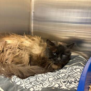Rescue Domestic Medium Hair and Siamese Cats for Adoption in Kanab, Utah - NN1_10 | PetCurious
