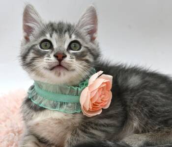 Mocha (So Sweet) -  Tabby Cat for Adoption in Mobile, Alabama - Mocha (So Sweet) | PetCurious