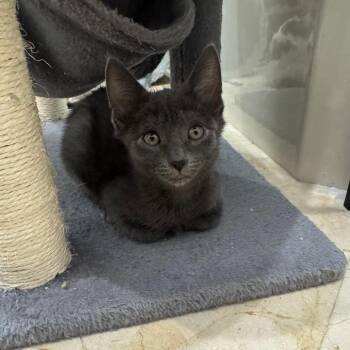 Dakota -  Russian Blue Cat for Adoption in Fort Lauderdale, Florida - Dakota | PetCurious