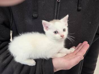 Domestic Short Hair Cats Available for Adoption in Burnsville, North Carolina - Hunter | PetCurious