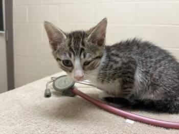 Regal -  Domestic Short Hair Cat for Adoption in Westland, Michigan - Regal | PetCurious