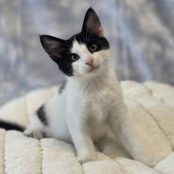 Fancy Nancy -  Domestic Short Hair Cat for Adoption in Lowell, Arkansas - Fancy Nancy | PetCurious