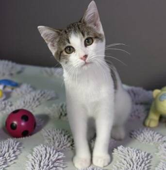 Domestic Short Hair Cats Available for Adoption - Plex | PetCurious