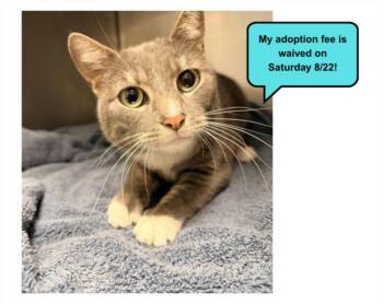 SEASHELL* -  Domestic Short Hair Cat for Adoption in Santa Cruz, California - SEASHELL* | PetCurious