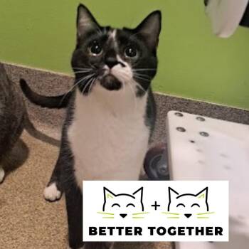 Domestic Short Hair Cats Available for Adoption - Mopsy | PetCurious