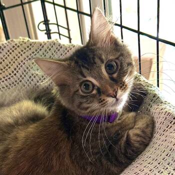 Halo -  Domestic Short Hair Cat for Adoption in Kansas City, Missouri - Halo | PetCurious