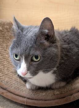 Domestic Short Hair Cats Available for Adoption in Wheaton, Illinois - Lucky | PetCurious