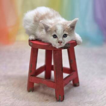 Cuatro-C -  Domestic Short Hair Cat for Adoption in East St. Louis, Illinois - Cuatro-C | PetCurious
