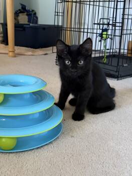 Luke Danes -  Domestic Short Hair Cat for Adoption in Kenhorst, Pennsylvania - Luke Danes | PetCurious