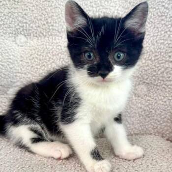 Oreo -Burroughs Kitten 3 -  Domestic Short Hair Cat Available for Adoption in Westport, Connecticut - Oreo -Burroughs Kitten 3 | PetCurious