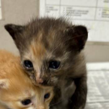 Domestic Short Hair Cats Available for Adoption in Kanab, Utah - Ranch | PetCurious