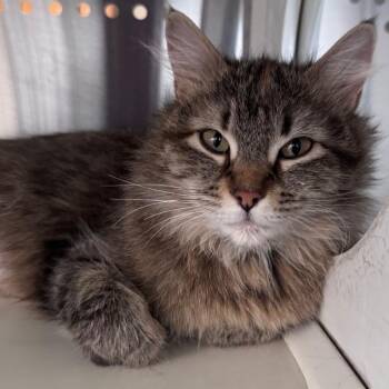 Mama Fluffy -  Domestic Medium Hair Cat for Adoption in Denver, Colorado - Mama Fluffy | PetCurious