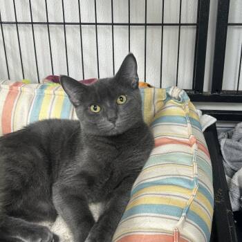 Rescue Domestic Short Hair Cats for Adoption in Ridgely, Maryland - Ophelia | PetCurious