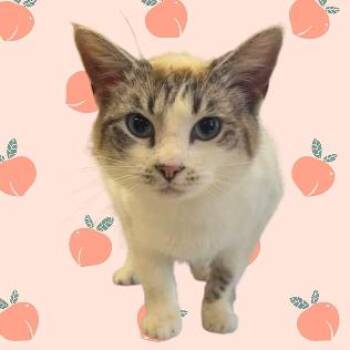 Fergilicious -  Domestic Short Hair Cat for Adoption in Tuscaloosa, Alabama - Fergilicious | PetCurious