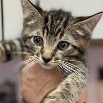 Domestic Short Hair Cats Available for Adoption in Fresno, California - Andy | PetCurious
