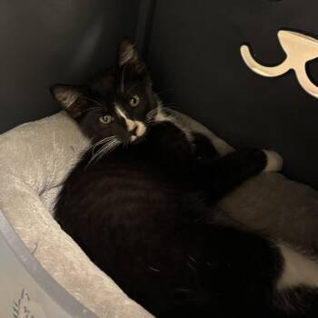 Hei Hei -  Domestic Short Hair Cat for Adoption in Oshkosh, Wisconsin - Hei Hei | PetCurious