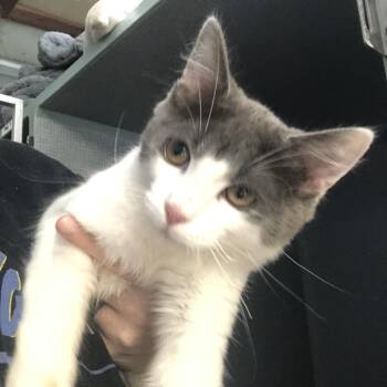 Domestic Short Hair Cats Available for Adoption - Jinu | PetCurious