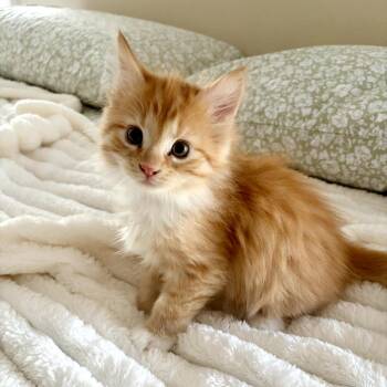 Bernard -  Domestic Long Hair Cat for Adoption in Lexington, Kentucky - Bernard | PetCurious