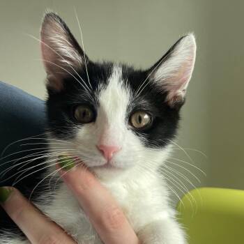 Micah -  Domestic Short Hair Cat for Adoption in Chicago, Illinois - Micah | PetCurious