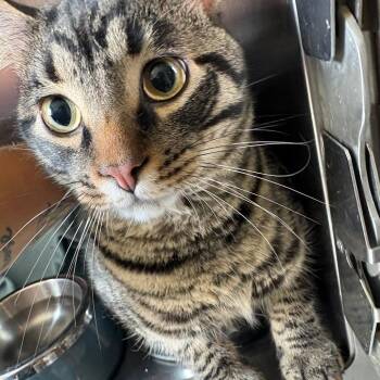 Roy Kent -  Domestic Short Hair Cat for Adoption in West Des Moines, Iowa - Roy Kent | PetCurious
