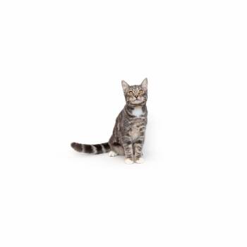 Edna -  Domestic Short Hair Cat for Adoption in Los Angeles, California - Edna | PetCurious