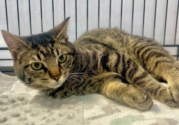 Domestic Short Hair Cats Available for Adoption - Pocket | PetCurious