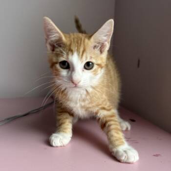 Magnolia -  Tabby and Domestic Short Hair Cat for Adoption in Roslyn Heights, New York - Magnolia | PetCurious