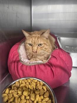 Domestic Short Hair Cats Available for Adoption - Morty | PetCurious