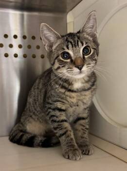 Rescue Domestic Short Hair Cats for Adoption in Laurinburg, North Carolina - Theon (25-C0251) | PetCurious