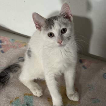 Bambina -  Domestic Short Hair Cat for Adoption in Irondequoit, New York - Bambina | PetCurious