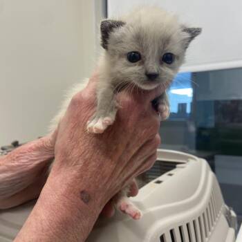 Domestic Short Hair Cats Available for Adoption in Chattanooga, Tennessee - Knight | PetCurious