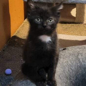 Otis -  Domestic Short Hair Cat for Adoption in Fairway, Kansas - Otis | PetCurious