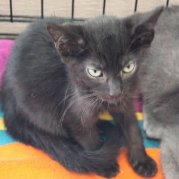 Rescue Domestic Short Hair Cats for Adoption in Cleveland, Mississippi - Bauhaus | PetCurious